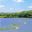 2025년6월5일[목]태신목장 아그로랜드 수레국화와 평택포승의 대형카페메인스트리트!! 31인승 이미지