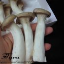 기능성머쉬 이미지