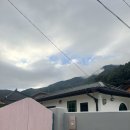 스테이치목 이미지