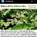 RE:천리포수목원 39의3 독미나리 이미지