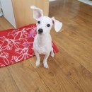 샤워하개 이미지