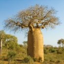 바오밥 이미지