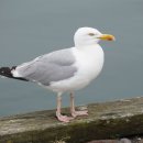 갈매기농장 이미지