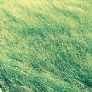 함덕리(4구) (911의원방면) | 느림의 여행 -701(신서귀)타고 제주여행