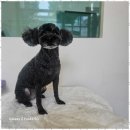 멍뭉살롱 이미지