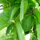 제비농장 이미지