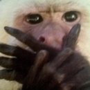 오토리스시 이미지