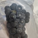 강화도 포도 보미네포도밭(양도포도)