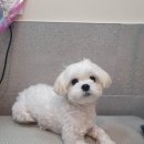 텐즈힐 애견미용 이미지