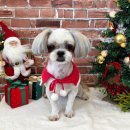 야옹아 멍멍해봐 멍멍스타일 이미지