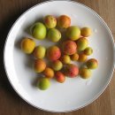 푸른솔 농장 이미지