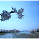 경주 보문단지의 벚꽃길을 걷다 - 무철 이미지