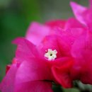 부산화명동수목원아름다운꽃들 이미지