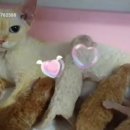 고양이전문점 허니캣 이미지