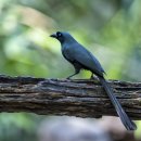 Racket-tailed Treepie 베트남 250316 이미지