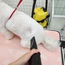 까르네 펫살롱 이미지