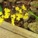 환타지아 이미지