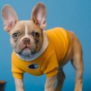 위대한견생 | 강아지사료 추천, 눈물 알러지 해결을 위한 라비앙독 가수분해 애완견사료 4.8kg 실사용 분석