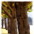 광시중학교 이미지