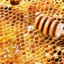 RoyalJelly 이미지