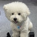 킹콩샤워 - 안성시 중앙로 96-9 | 강아지 냄새 제거 미스트 추천, 킹콩샤워 5개월 사용 후기