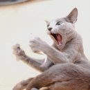 야옹야옹 이미지