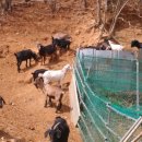 태성농장3 이미지