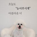 눈이부시개 이미지