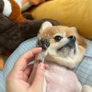 댕그라밍 이미지