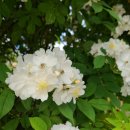 문안산 흑염소 이미지