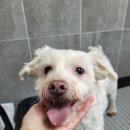 만두네 애견미용실 이미지