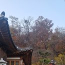 여주-1129 | 화계사 / 절 / 사찰 / 가을 단풍 산책 / 수유동 / 서울 강북구 / 11월 / 2025