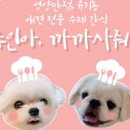 주인아 까까사줘 이미지