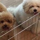 홍천 개아빠 이미지