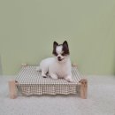 원주현대서비스 | 원주애견미용 추천 가위컷 전문 반곡동 [사랑아지]