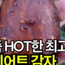 헬씨플레져 | [공유] 인디언감자