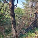 의성군 안평면 괴산리에서 번진 산불 이미지