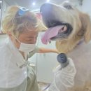 사랑할~개 이미지