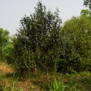 죽로재