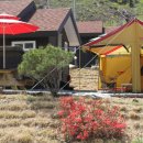 홍천해당화 이미지