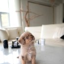 도그데일리 이미지