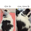 뽀득냥 이미지