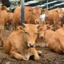 밀양축산 이미지