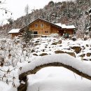 돌배나무 세그루 이미지