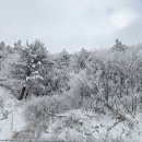 황성 태기산 경강로 드라이브길 눈꽃 (2024.11.29) 이미지