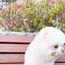 멍루아 펫살롱 이미지