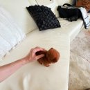 우아퍼피 이미지