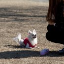 몽몽드림 이미지