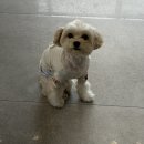 세븐일레븐서구가정베르힐점 | 가정동 루원시티 미용실 비다주헤어 루원시티점 레이어드컷 솔직후기