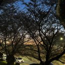 낙동강변로4-23 | 부산 강서 낙동강30리 벚꽃길, 대저생태공원 야간 벚꽃 라이트 쇼 후기.